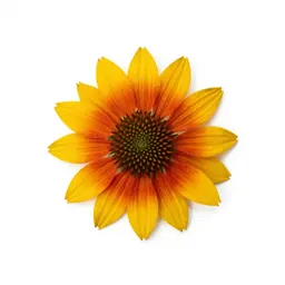 Prairie coneflower