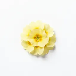 Primrose