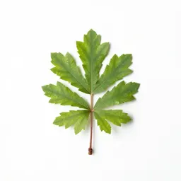 Progymnosperm