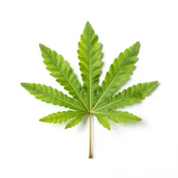 Pteridophyte