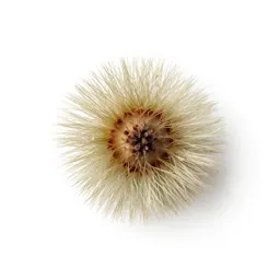 Pteropogon