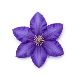 Purple clematis