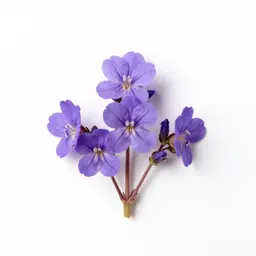 Purple cress