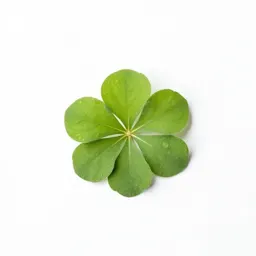 Purslane