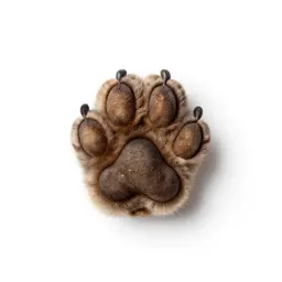Pussy-paw