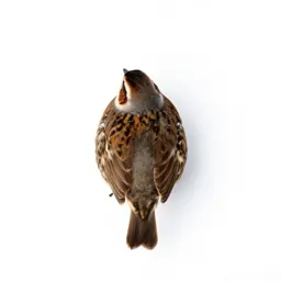 Quail bush