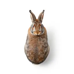 Rabbit brush