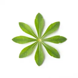 Rabbitweed