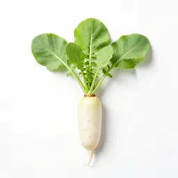 Radish plant