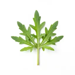 Ragweed