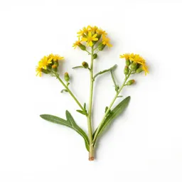 Ragwort