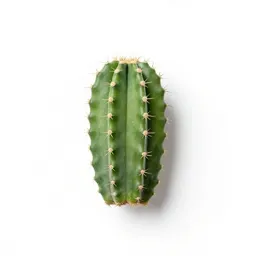 Rattail cactus