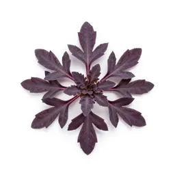Rattlesnake weed