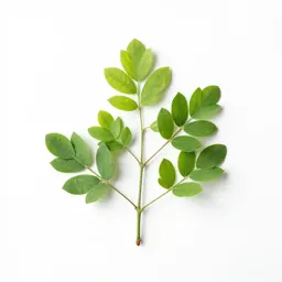 Rauwolfia