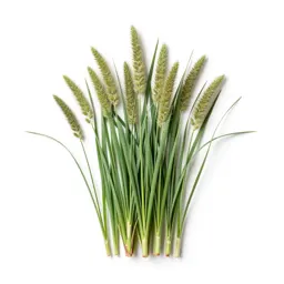 Reed grass