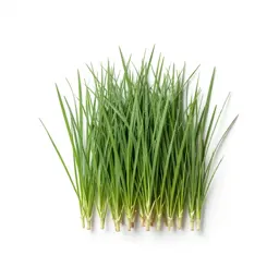 Reed meadow grass