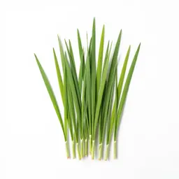 Ricegrass