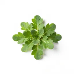 Rock cress