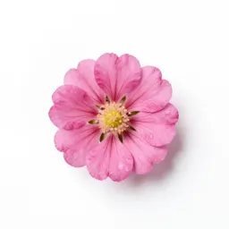 Rock pink