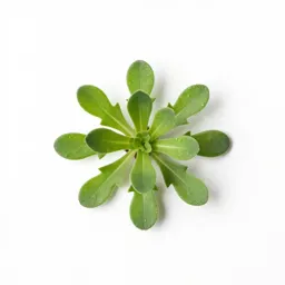 Rock purslane