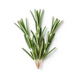 Rosemary