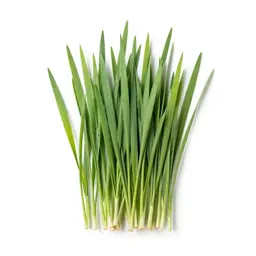 Rye grass