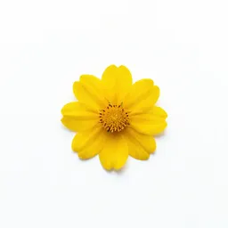 Safflower