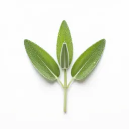 Sage