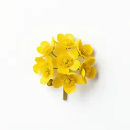 Sagebrush buttercup