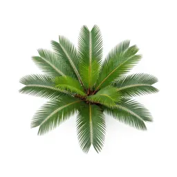 Sago palm
