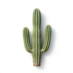 Saguaro