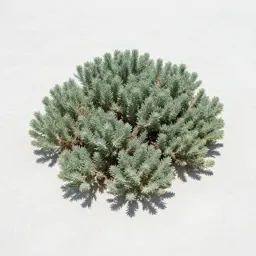 Saltbush