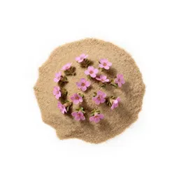 Sand spurry