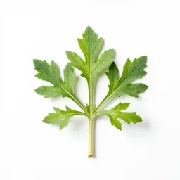 Sawwort