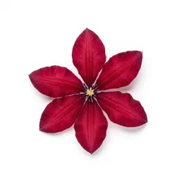 Scarlet clematis