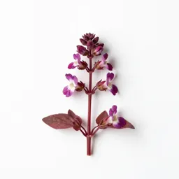 Scarlet pimpernel