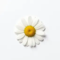 Scentless camomile