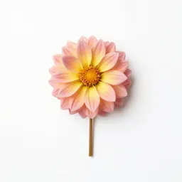 Sea dahlia
