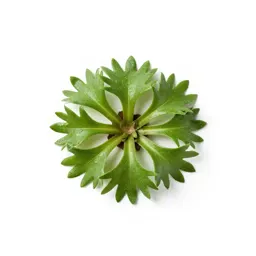 Sea kale