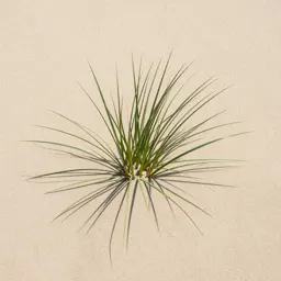 Sea lyme grass