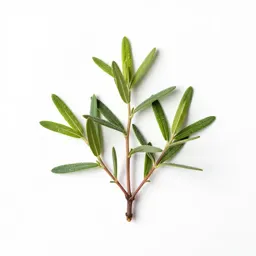 Sea wormwood