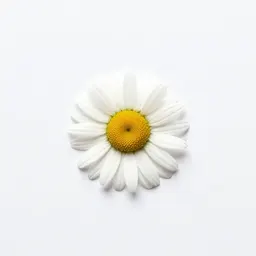 Seaside daisy