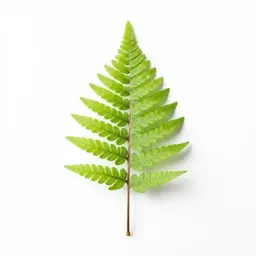 Seed fern