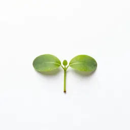 Seedling