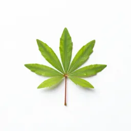 Sensitive plant