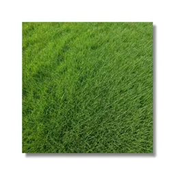 Sheep fescue