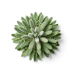 Sheep plant