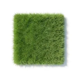 Shortgrass