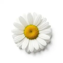 Showy daisy