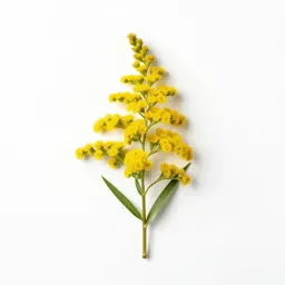 Showy goldenrod